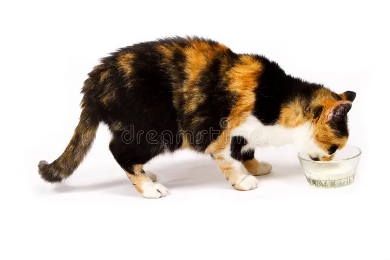 abreuvoir pour chat plaisir felin
